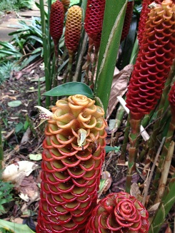 Ginger Plant Family