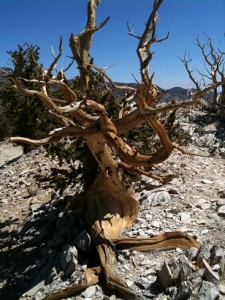 Ancient Bristlecone Pine