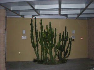 Interior cactus
