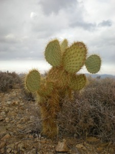 Cactus on top of Mt. Ryan