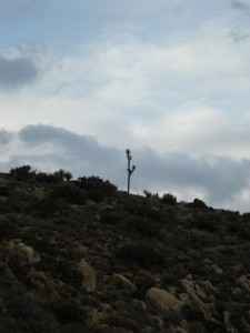 Lone Joshua Tree on Mt. Ryan