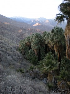 Palm Canyon 18