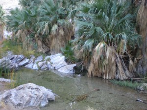 Palm Canyon 19