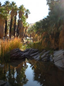 Palm Canyon 2
