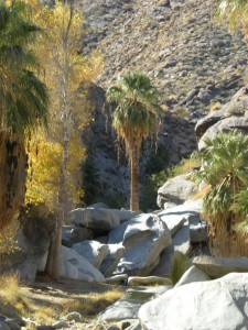 Palm Canyon 3