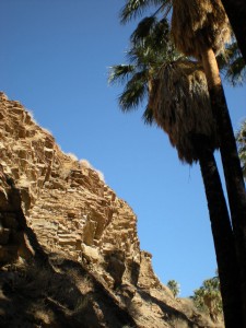 Palm Canyon 4