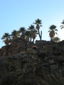 Palm Canyon 6