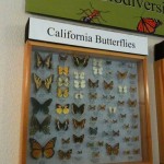 butterfly exhibit