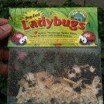 lady bugs