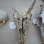 Anthropolgy skull