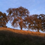 Oak trees at folsom lake