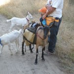 28. Goats on the trail.