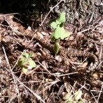 29. Baby Rattle snake