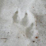 snowfield paw print