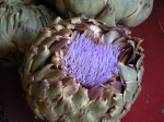 artichoke_blooming_dried