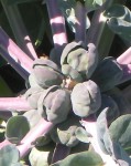brussel_sprout_stalk