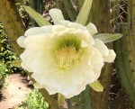 cactus_flower