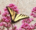 monarch_butterfly_sanjuan_bautista
