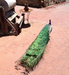peacock_male