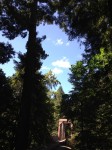 redwoods_cloud_bridge