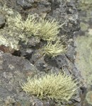 lichen_rocks