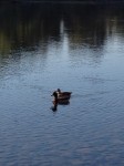 ducks_on_american_river