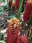 blooming_honey_comb_ginger
