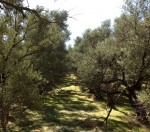 folsom_historic_olive_trees