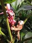 gibbons_arboretum_plantain