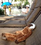 gibbons_lounging_poolside