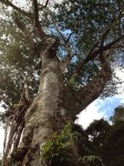 huge_hawiian_tree