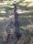 irrigation_pipe_olive_orchard