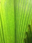 palm_frond_lines