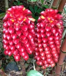 red_rainforest_flowers