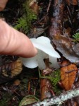 Jelly hedgehog mushrooms. Pseudohydnum gelatinosum