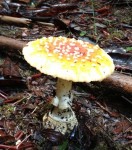 Mushroom from the amanita genus of poisonous and psychotropic fungi.
