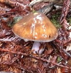 Possibly a mushroom from the waxy cap family, a little slimy on top.