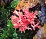 Pink coral mushroom