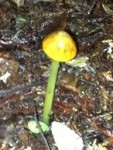 Green stem and yellow capped mushroom.