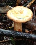 mendocino_mushroom