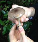 mushroom_foraging_fort_bragg