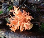 Orange coral mushroom
