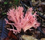 Pink coral mushroom, looks like something from a tide pool.