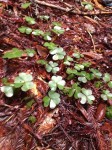 Redwood sorrel, Oxalis oregana, is also edible. Better tasting than some salad mix I have tasted.