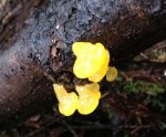 Witches butter, Tremella mesenterica