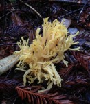 Pale yellow coral mushroom. Clavarioid fungi