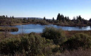 Baldwin Reservoir is now a wetland preserve.
