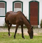 How would a right to horse ownership have changed our suburban neighborhoods?