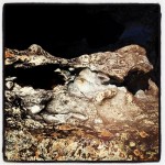 lichen_bedrock_hidden_falls