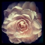 brooding_white_camellia